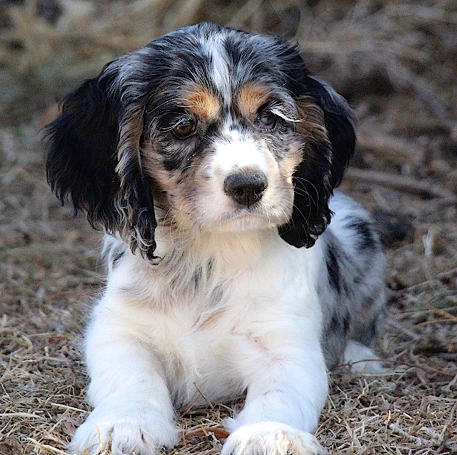 jane, waterman, dog, breeder, aussie, atwood, ks, kansas, jane-waterman, dog-breeder, dogbreeder, kennel, reviews, customer, star, starbreeder, 5, five, USDA, puppy, puppies, ACA, inspection, inspections, reports, mill, puppymill, mills